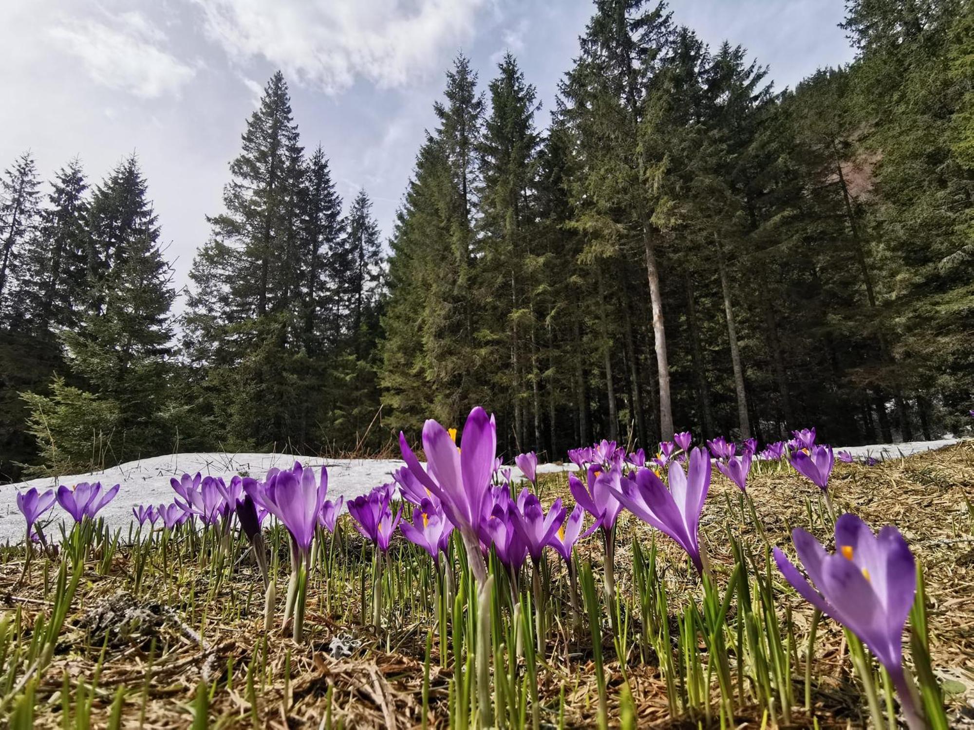 Cabana Conacul Ursului Cumpăna 외부 사진